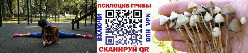 где продают   Белово  Галлюциногенные грибы Psilocybe 